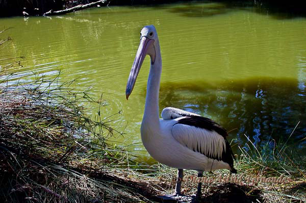 Australian-Pelican---sanctuary